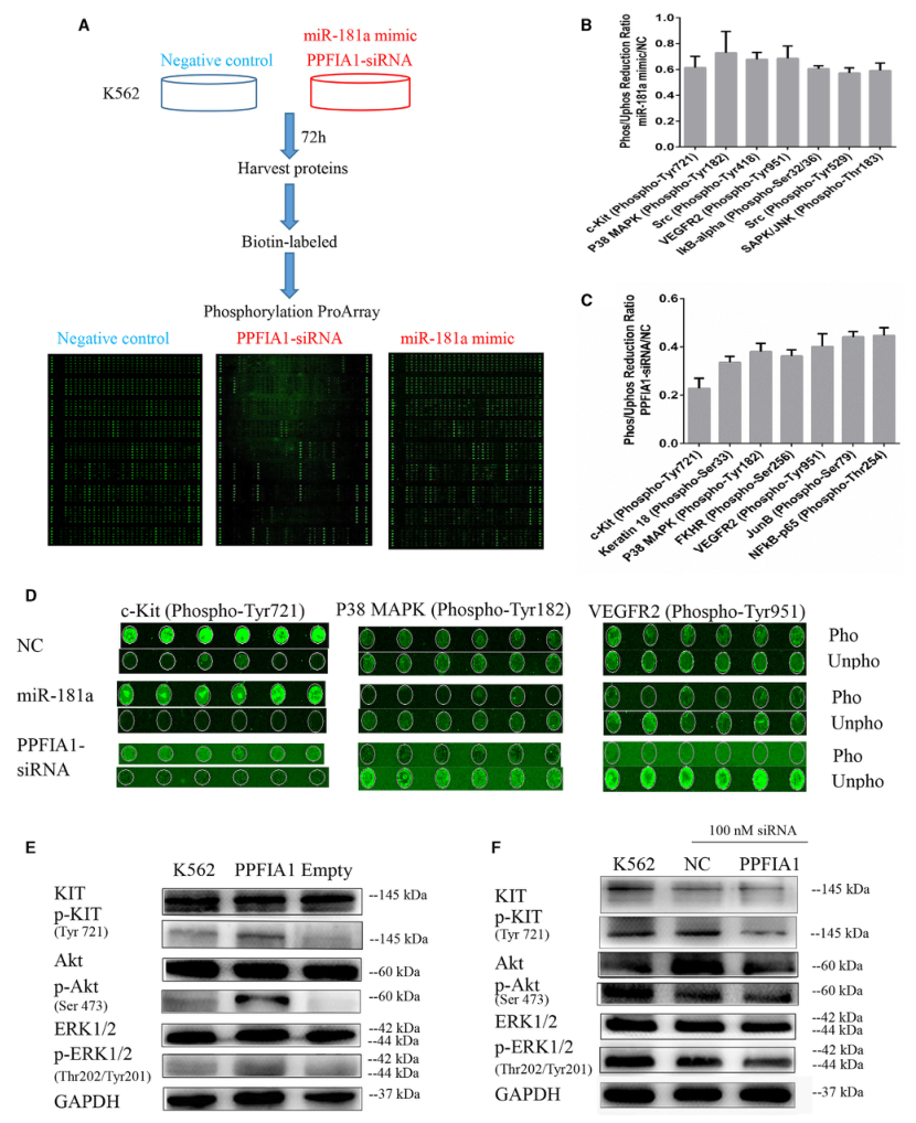 SILAC實驗、Co-IP技術服務-客戶文獻-輝駿生物.png