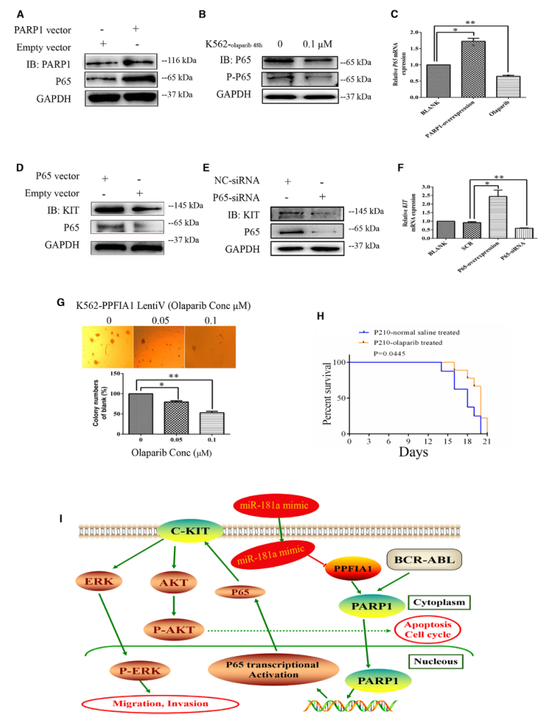 SILAC實驗、Co-IP技術服務-客戶文獻-輝駿生物.png
