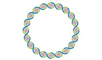 人工環(huán)狀 RNA 可繞過(guò)細(xì)胞抗病毒反應(yīng)